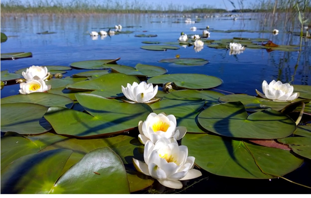 Гидрофиты стрелолист