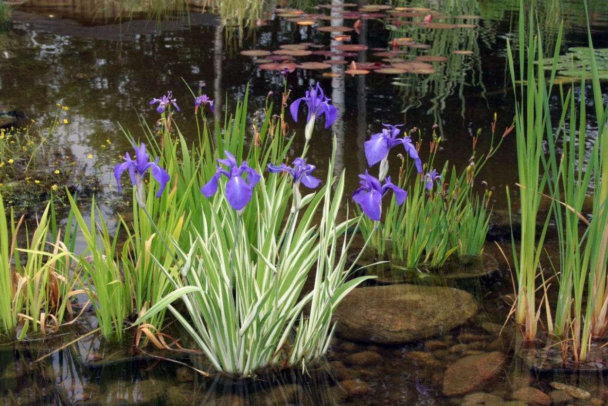 Лягушка на кувшинке