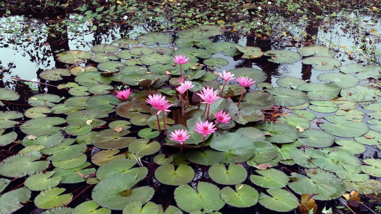 Вахта трехлистная (Menyanthes trifoliata)