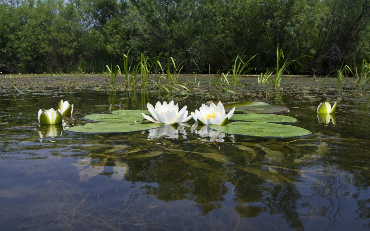 Листья кувшинки лотоса водяной лилии