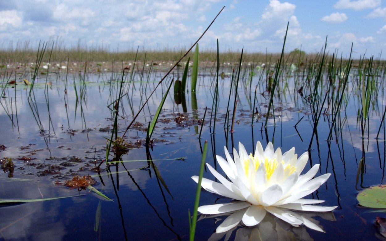 Кувшинка белая Болотная