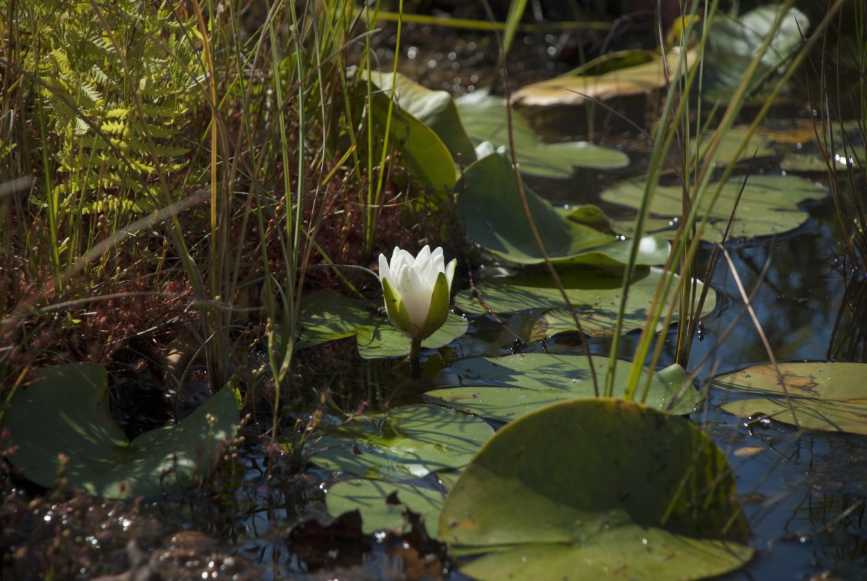 Кувшинка Одолень трава