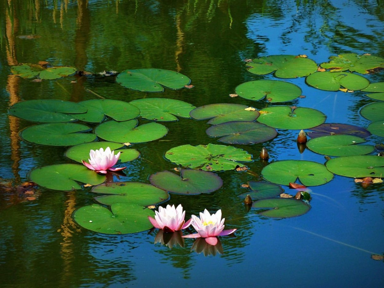 Болото Тина трясина