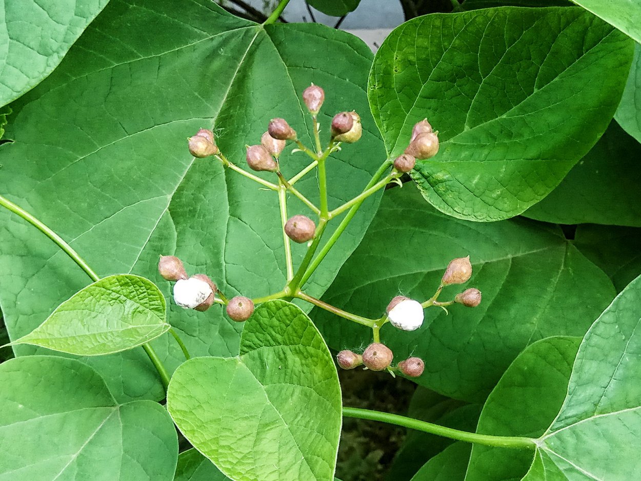 Сад Folly Великобритания