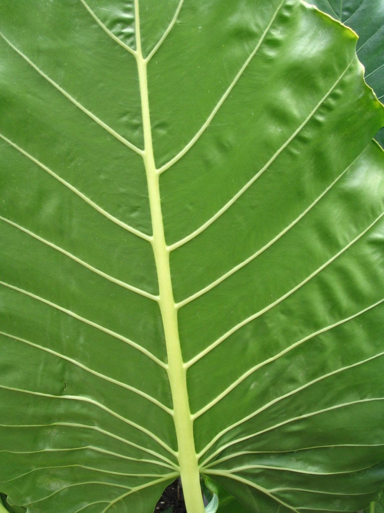 Алоказия Элефант