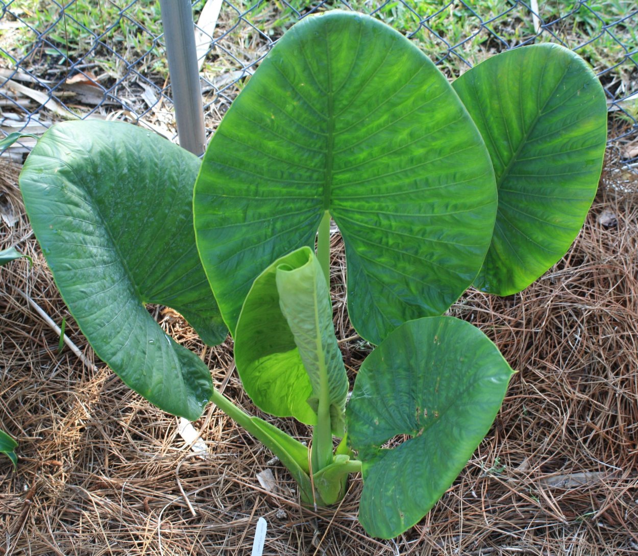 Alocasia cuprea( алоказия медная)
