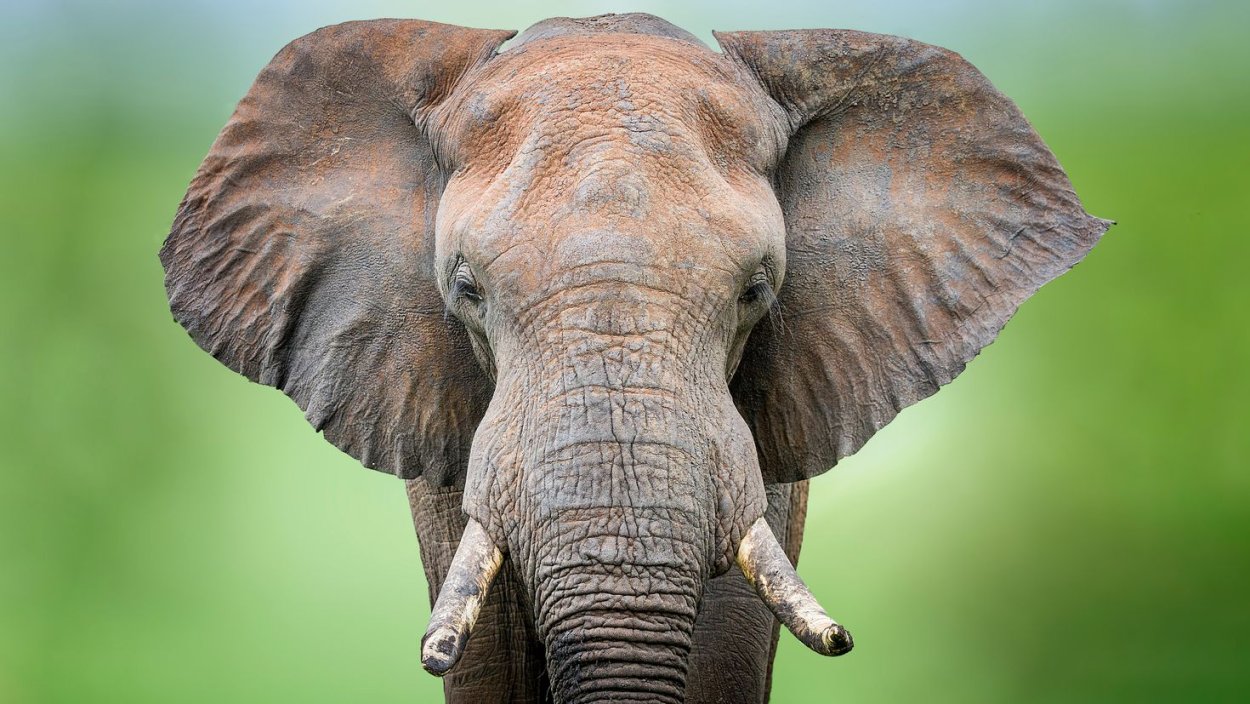 Алоказия Слоновье ухо