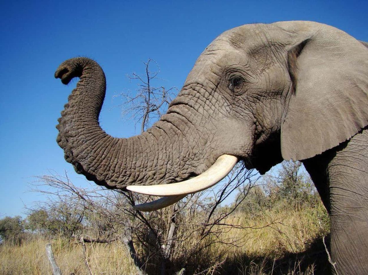 Мамонт, индийский слон и Африканский слон