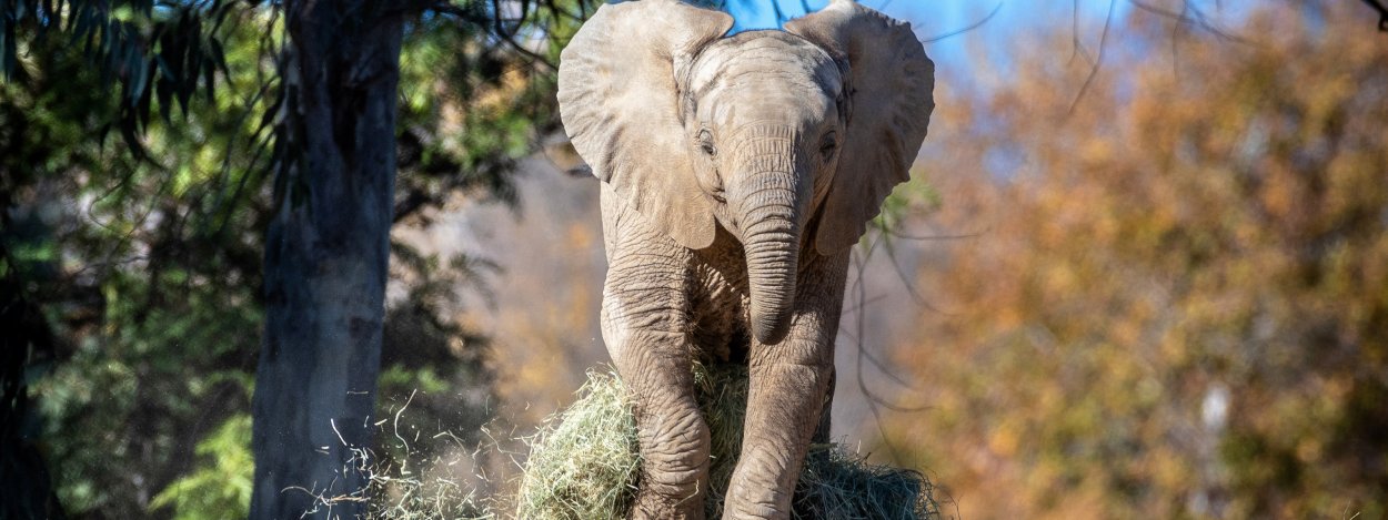 Африканский слон