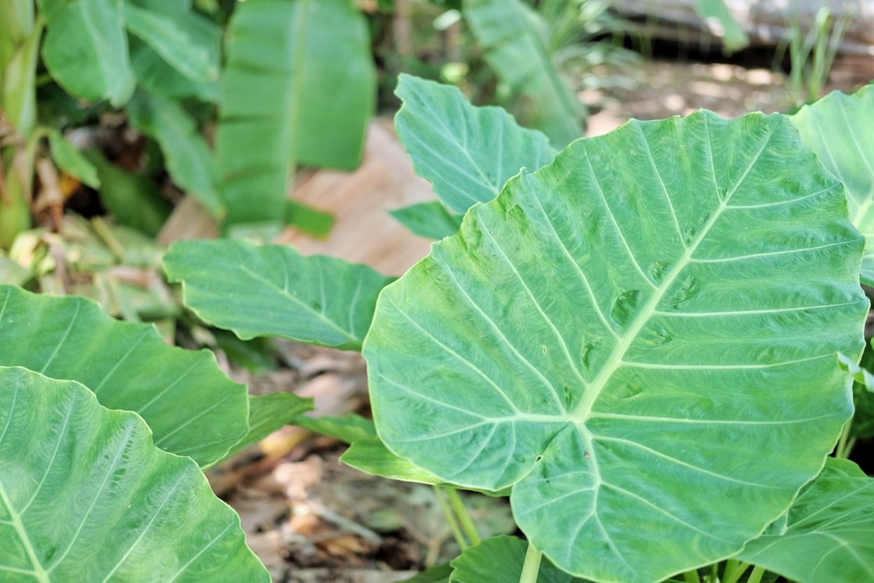 Alocasia macrorrhiza