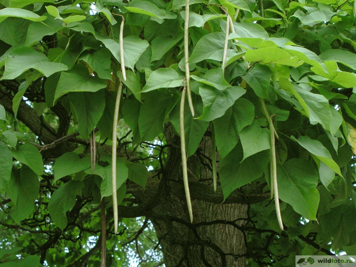 Алоказия Элефант