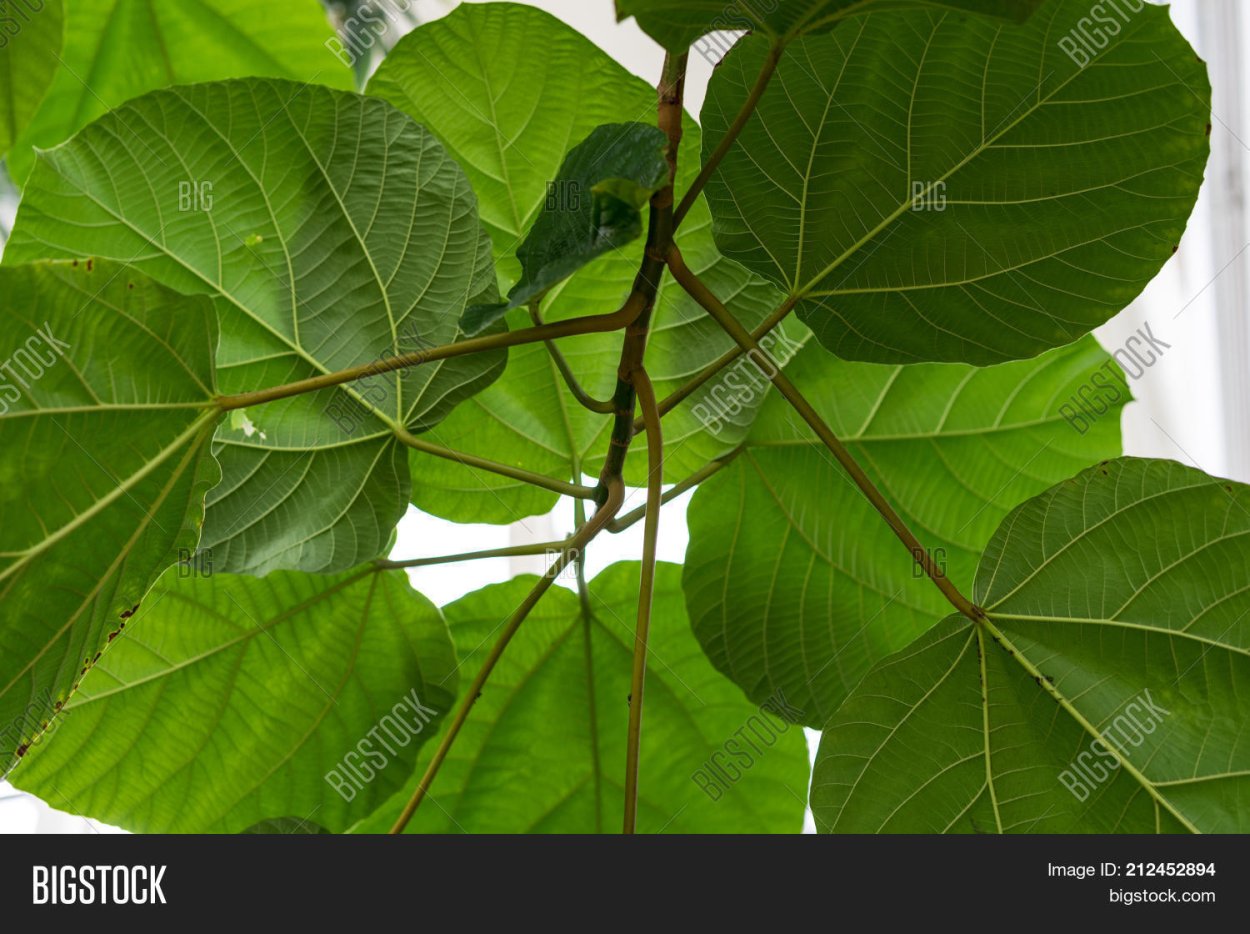 Дерево слоновьи уши