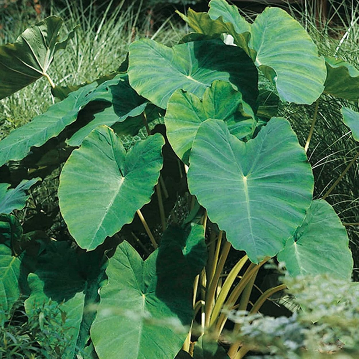 Алоказия Слоновье ухо