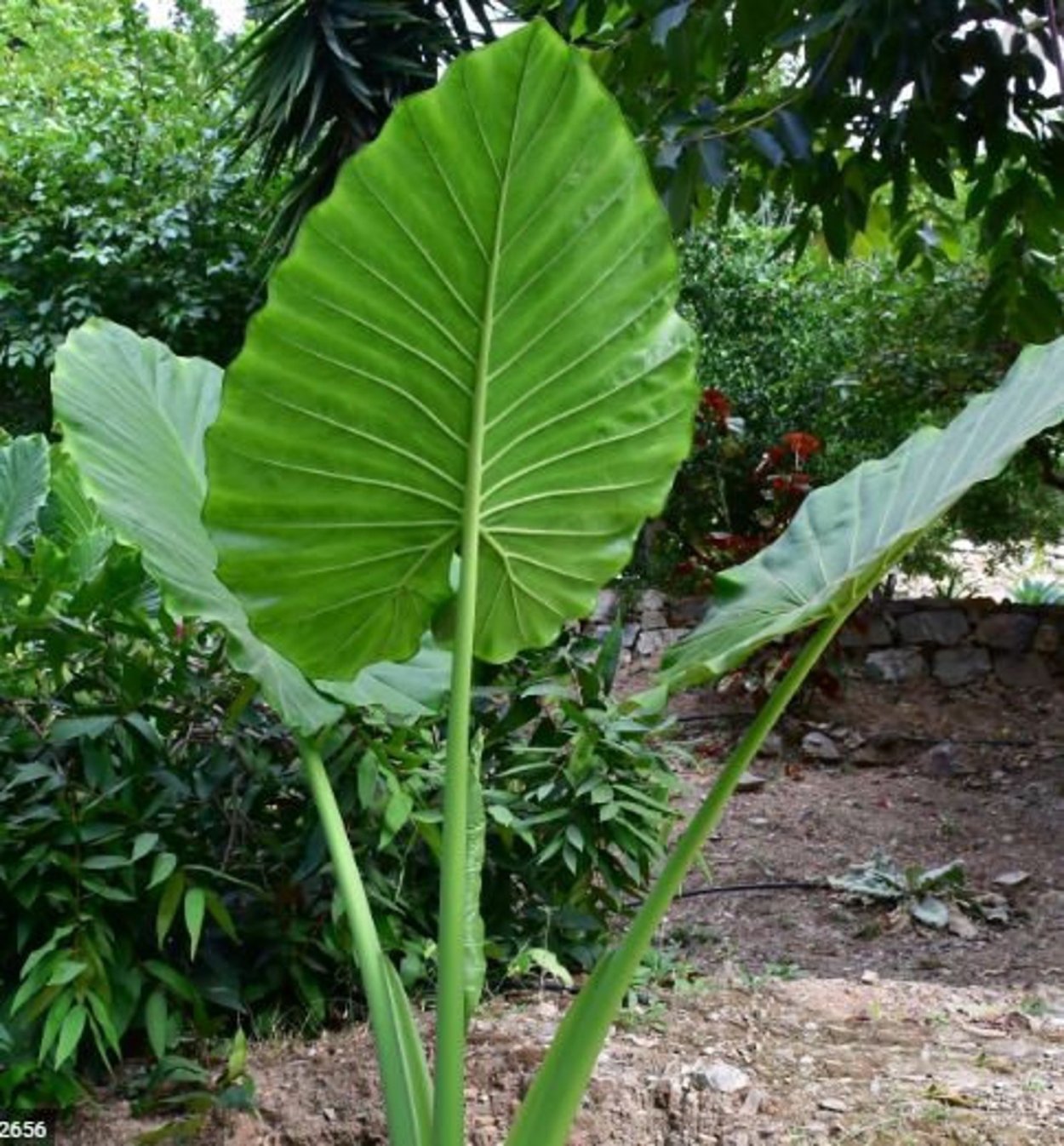 Колоказия Елепхант