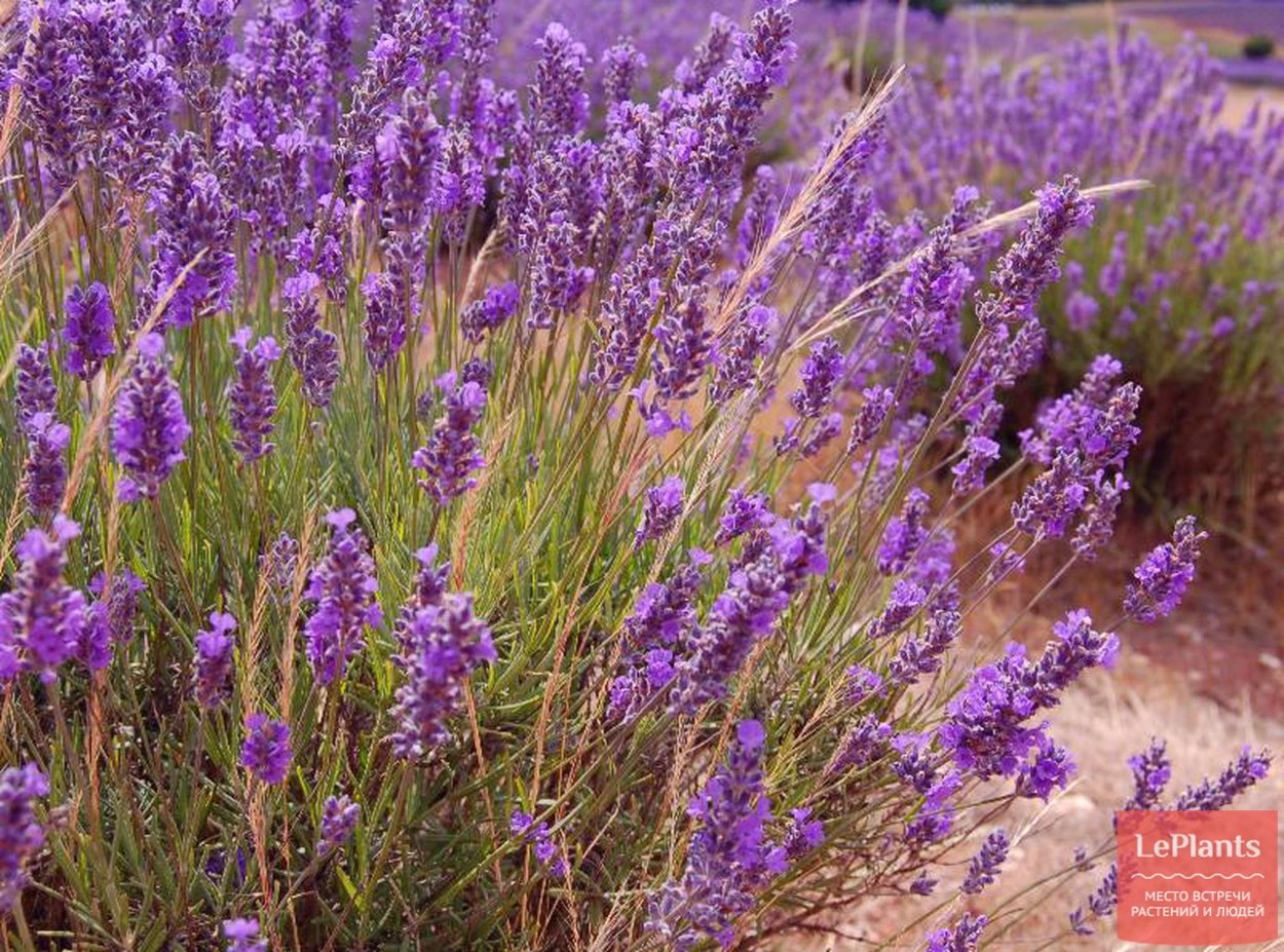 Лаванда прямостоячая