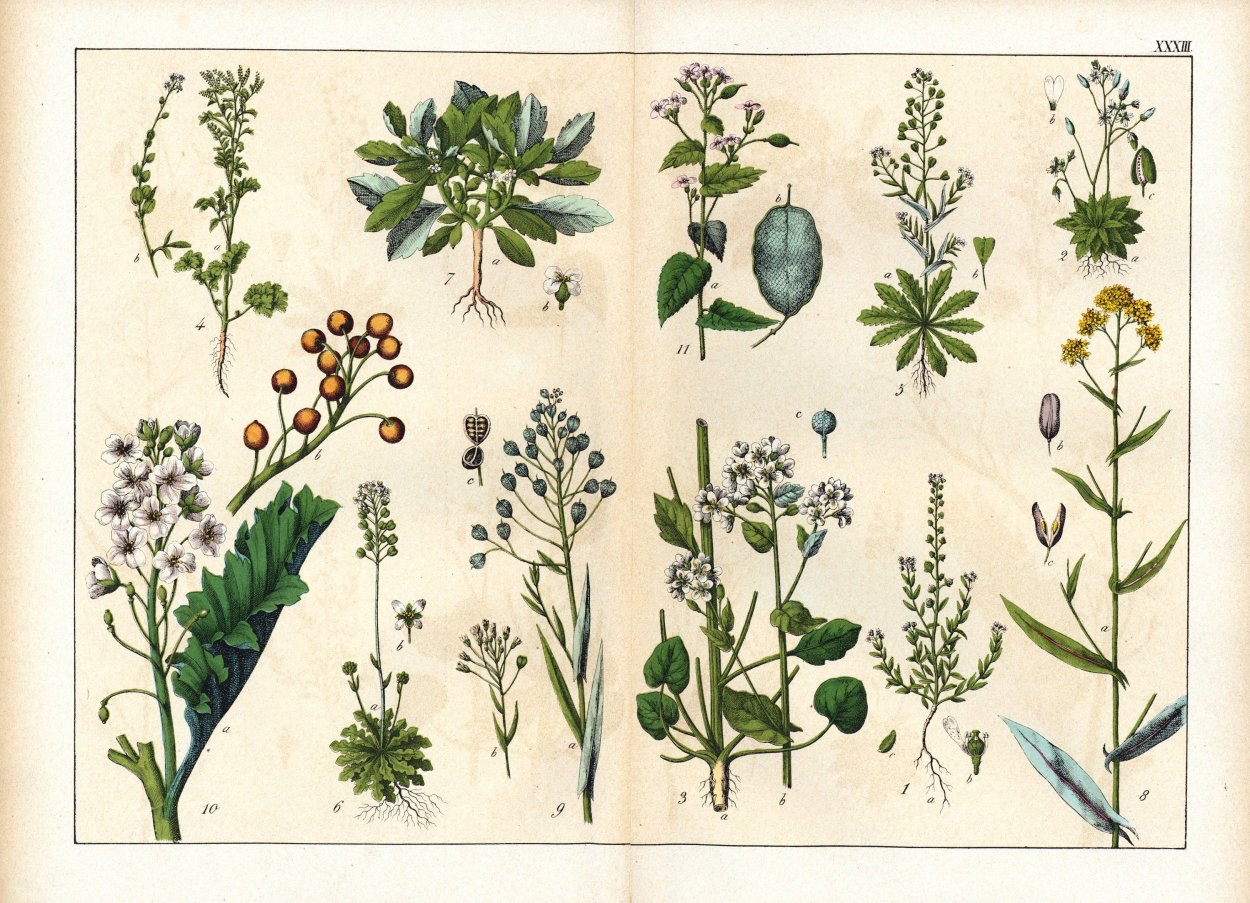 Крестоцветные травянистые растения