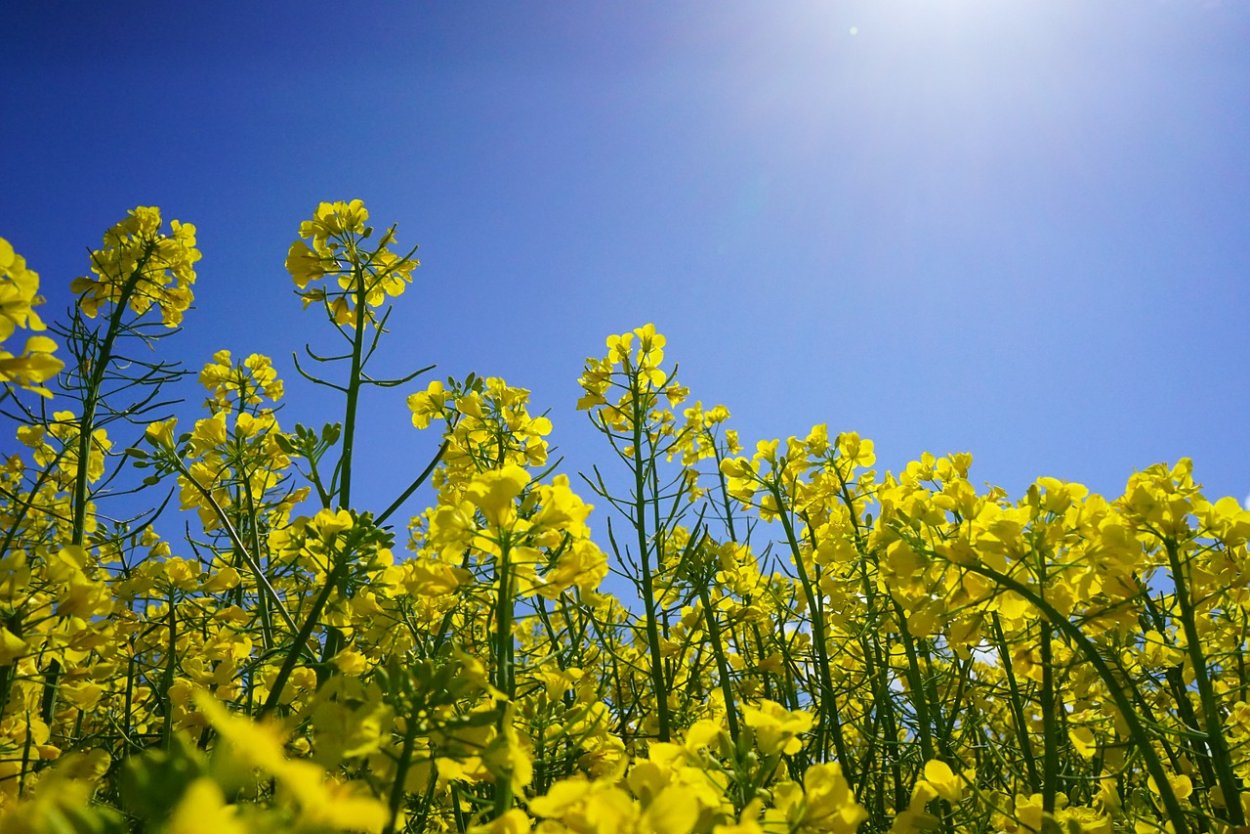 Растения семейства крестоцветных рапс