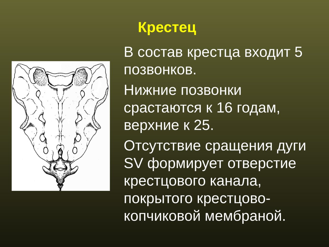 Особенности кресткрестца
