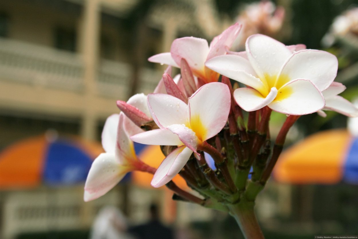 Плюмерия Франжипани