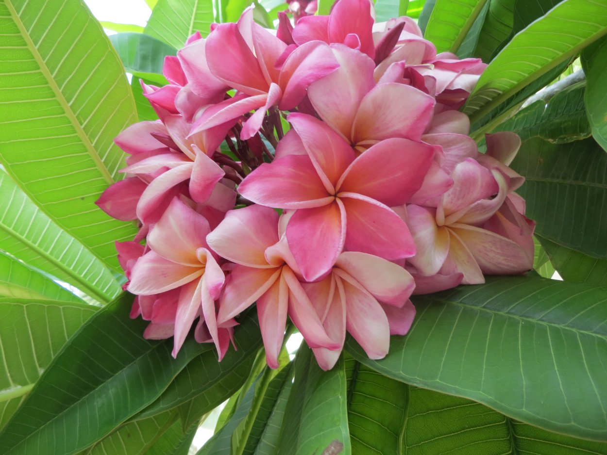 Флора Тайланда