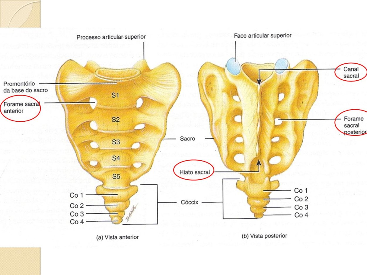 Sacrum новорожденного позвоночник отклонения