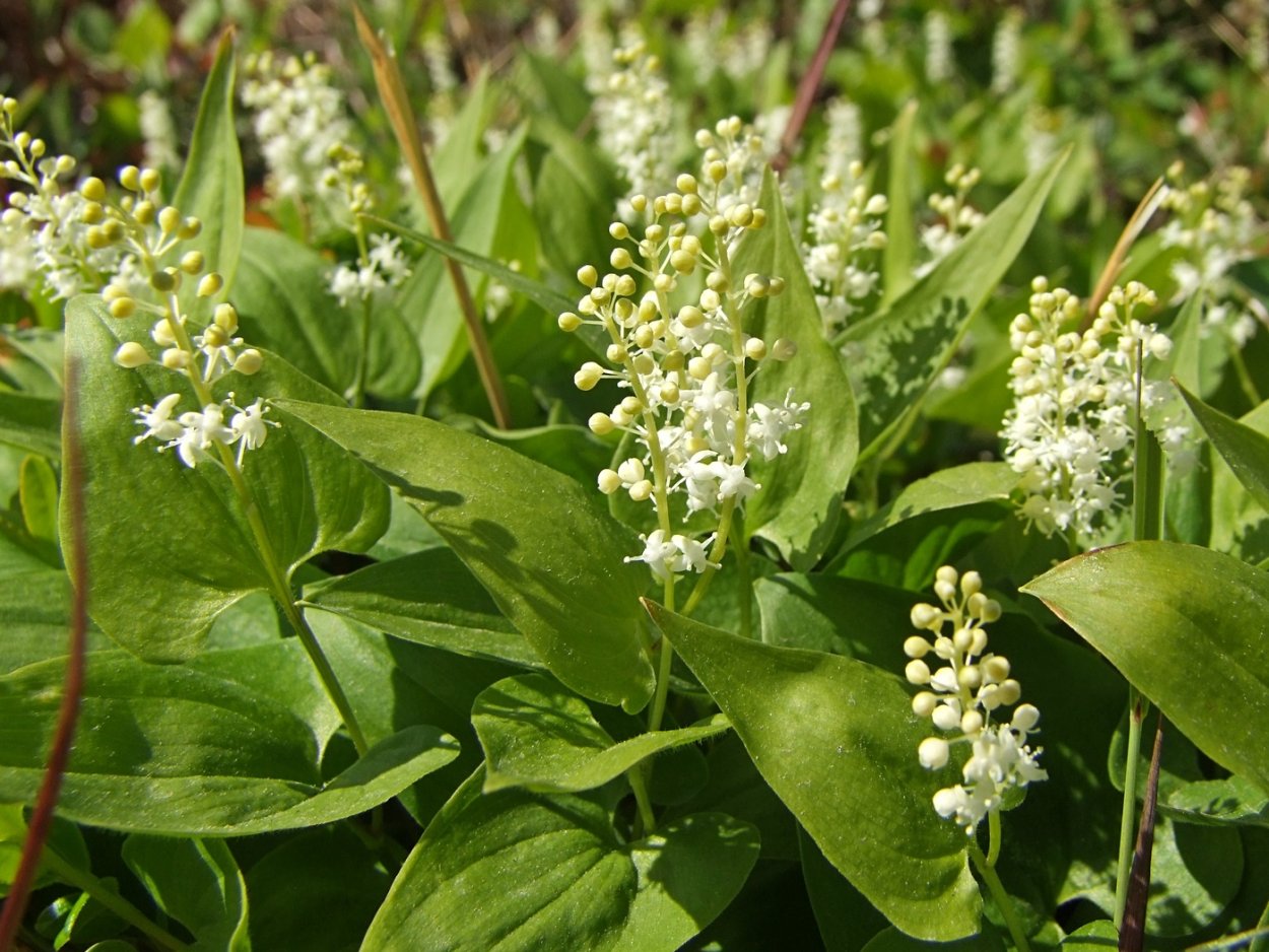 Растение Майник двулистный