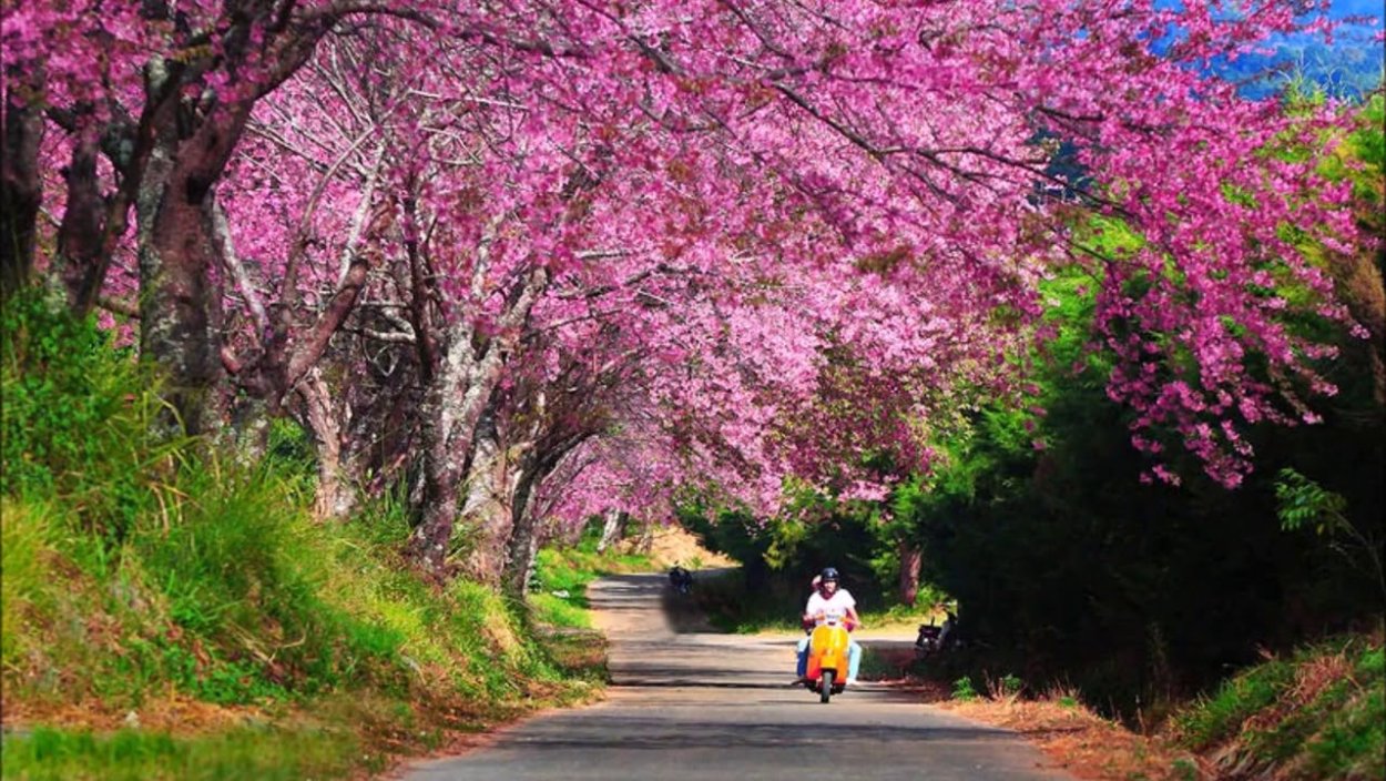Тайланд Сакура