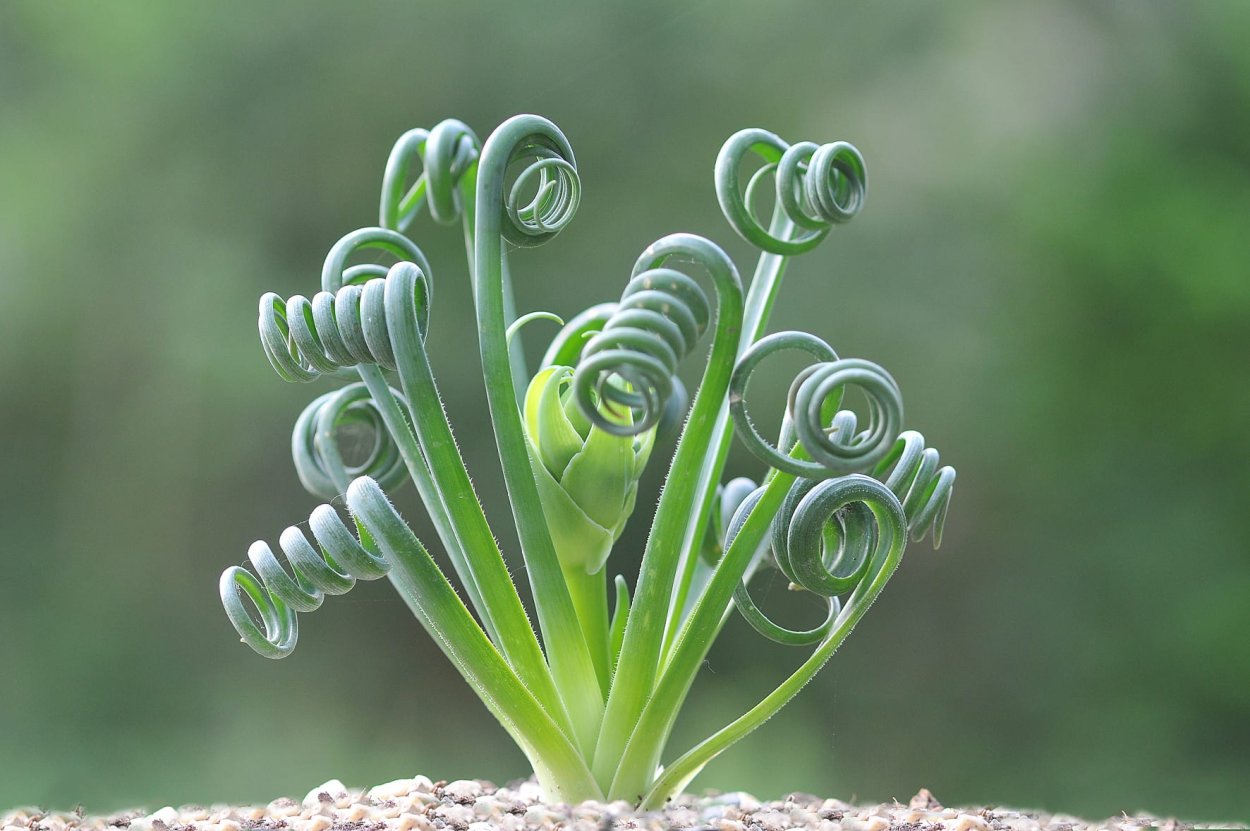 Albuca spiralis Альбука спиральная