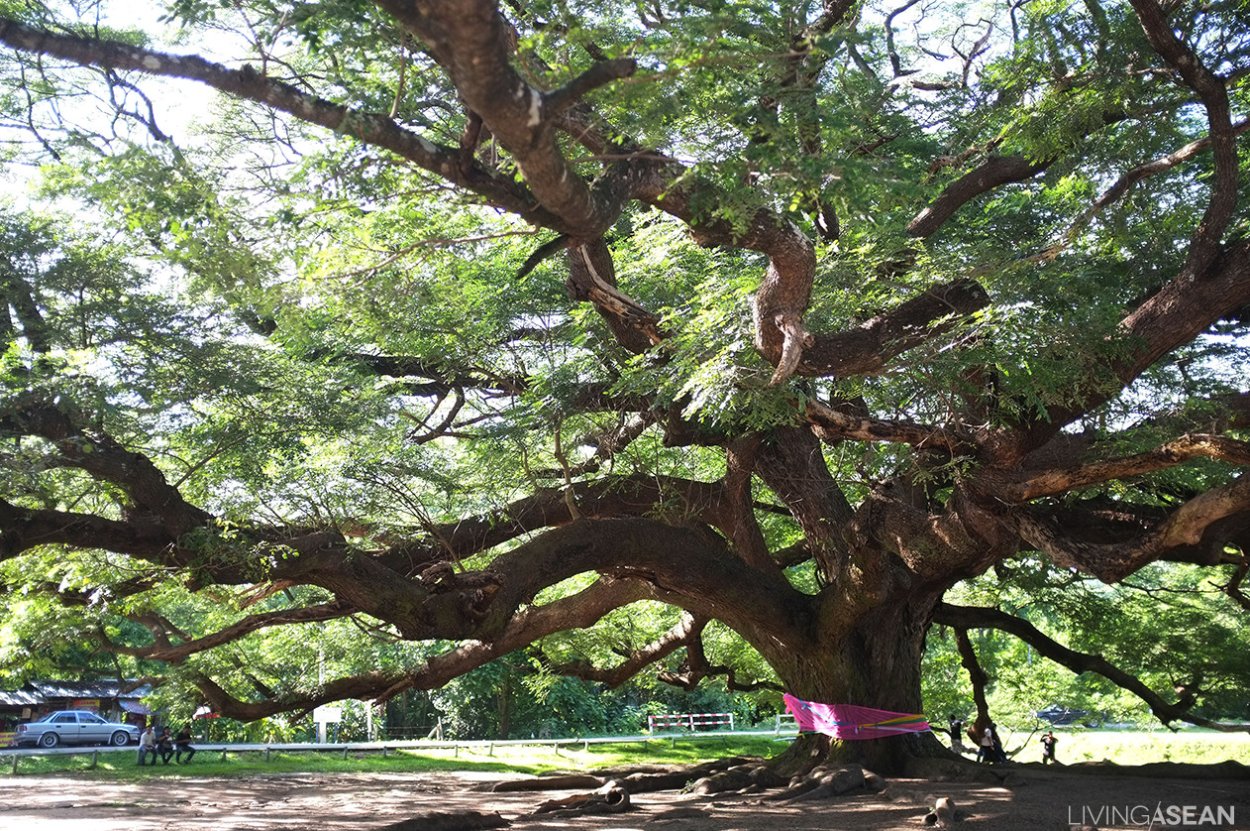 Сидней джакаранда