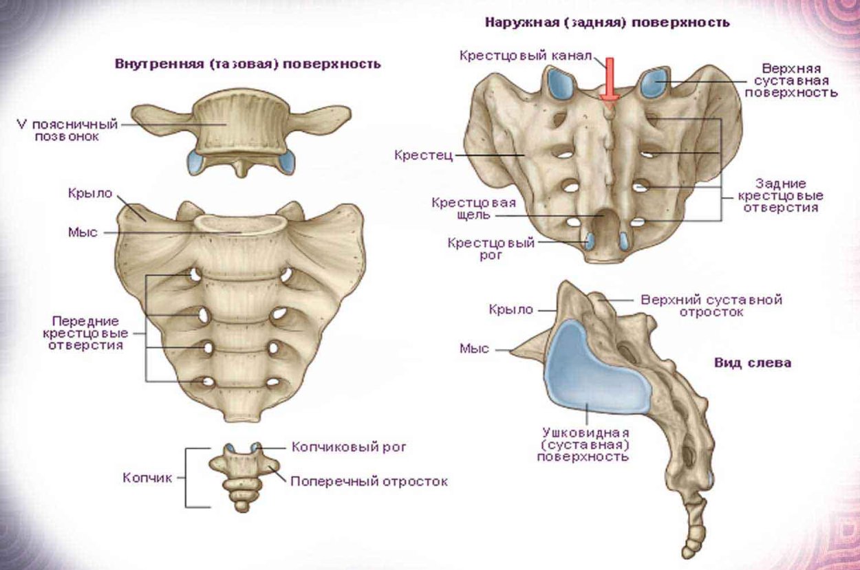 Строение позвонка крестцового отдела