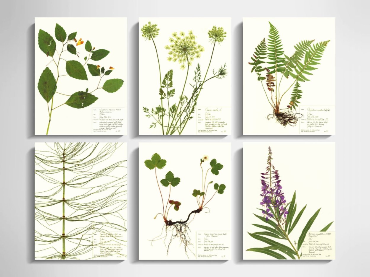 Постеры растения для печати набор
