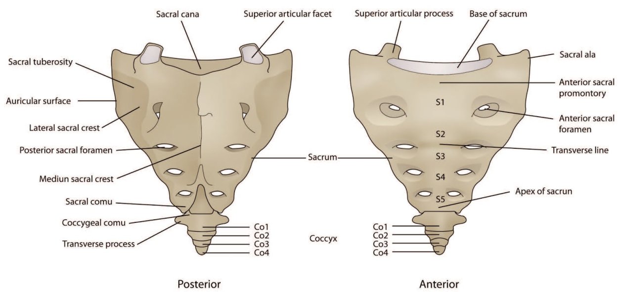Крестцово-копчиковый отдел позвоночника
