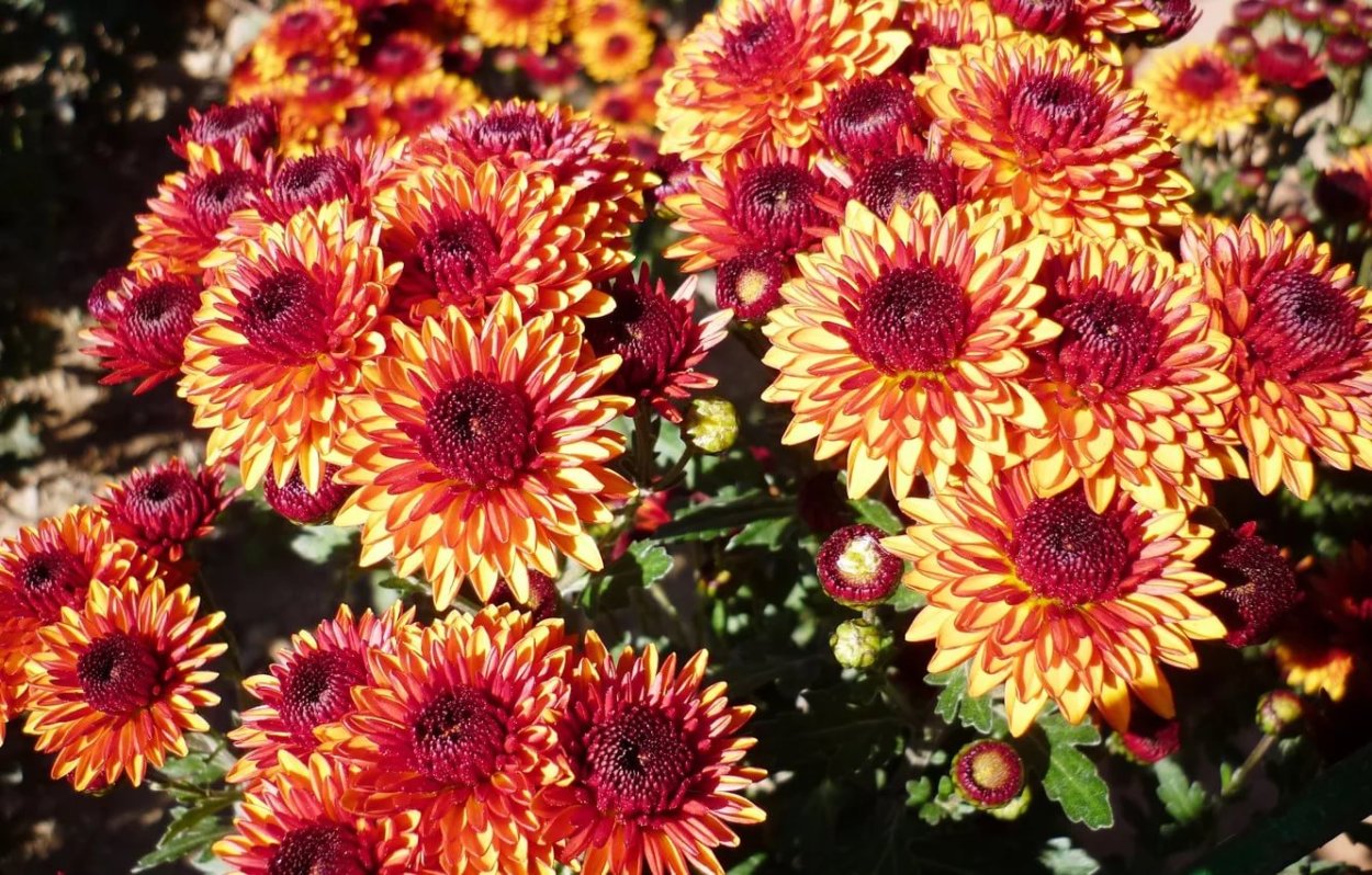 Хризантема корейская Амбрия