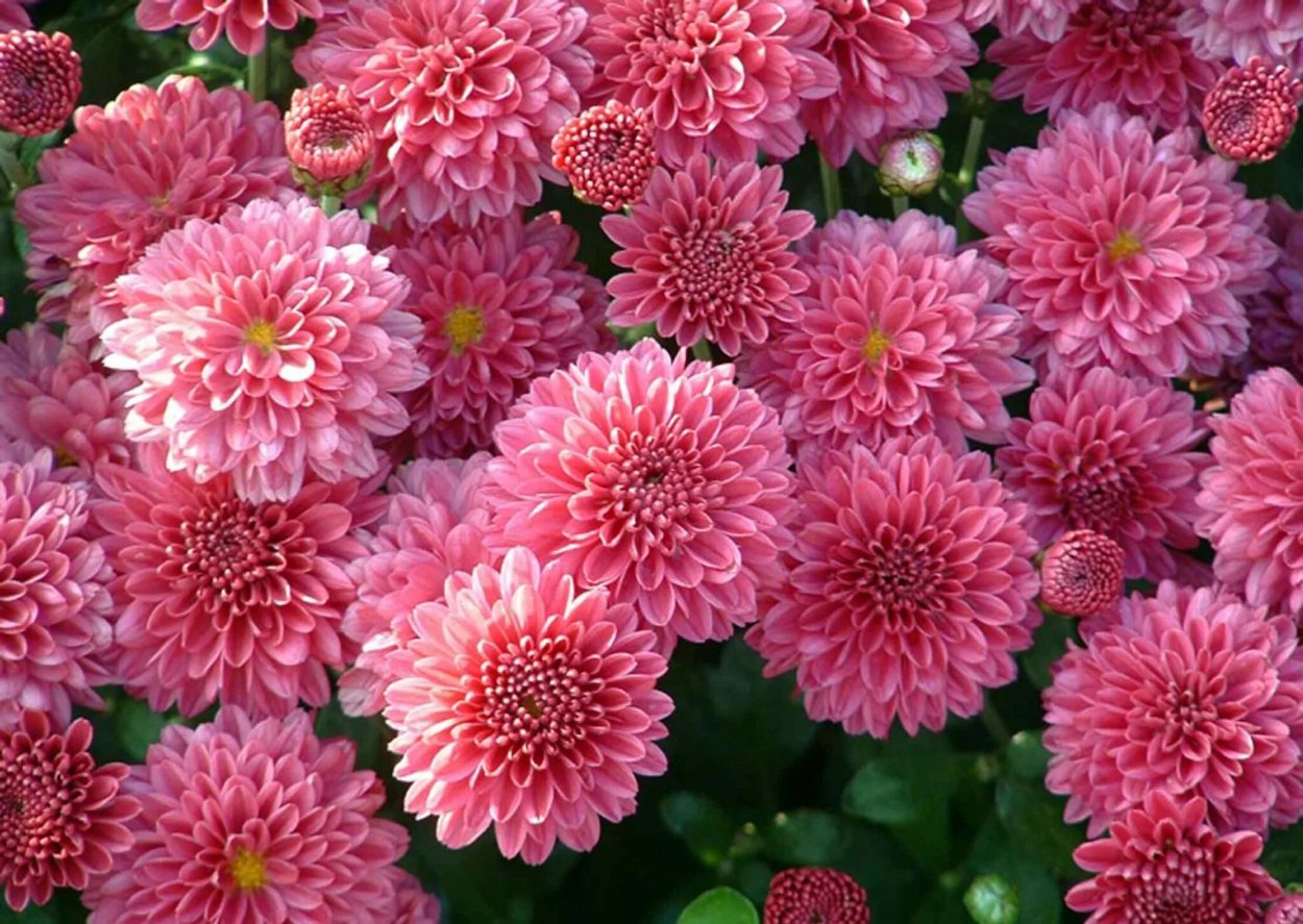 Хризантема Роуз