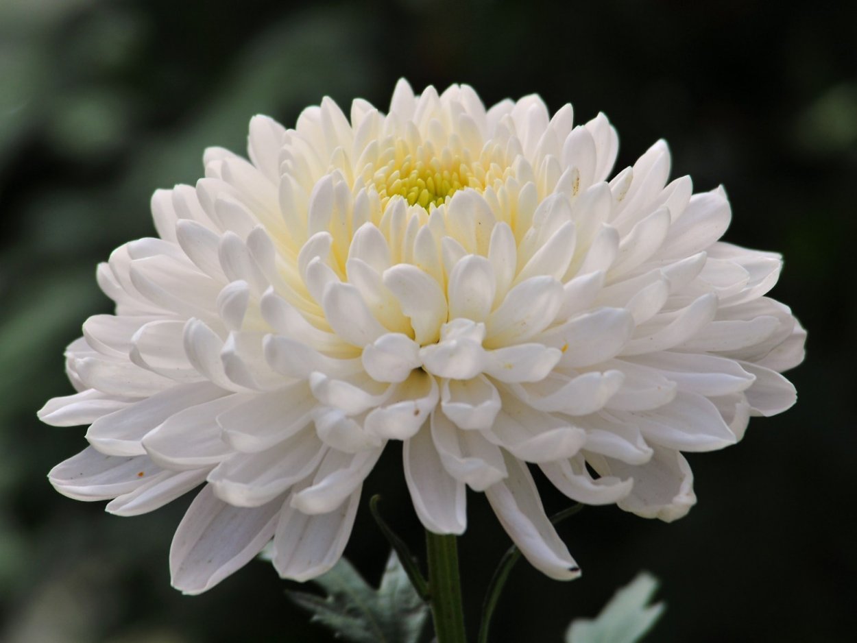 Хризантема Леонов одноголовая