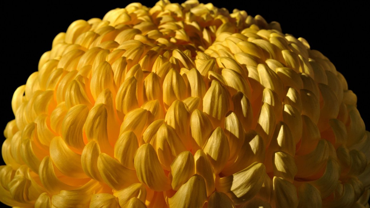 Большой желтый цветок