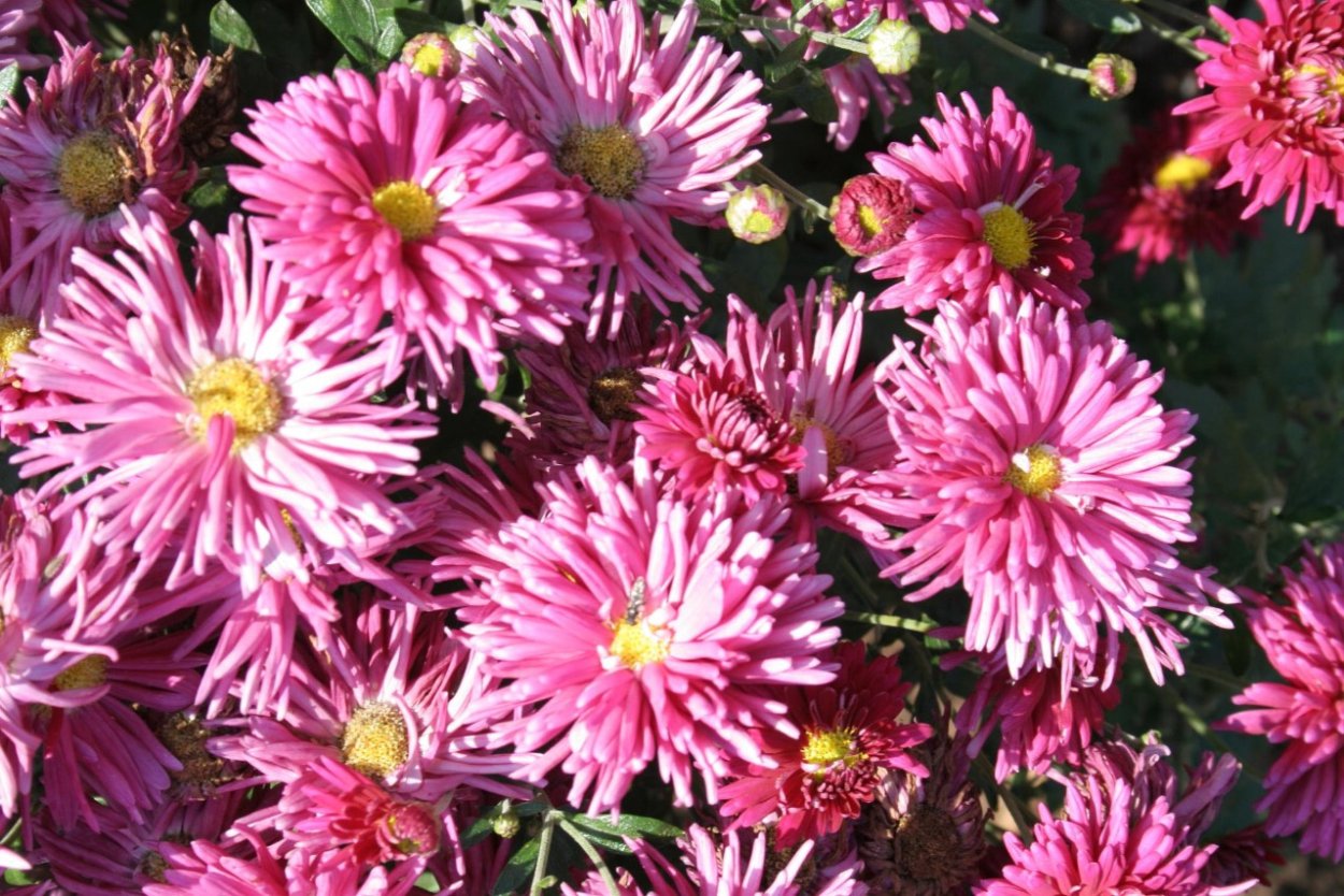 Хризантема корейская Троильбосс