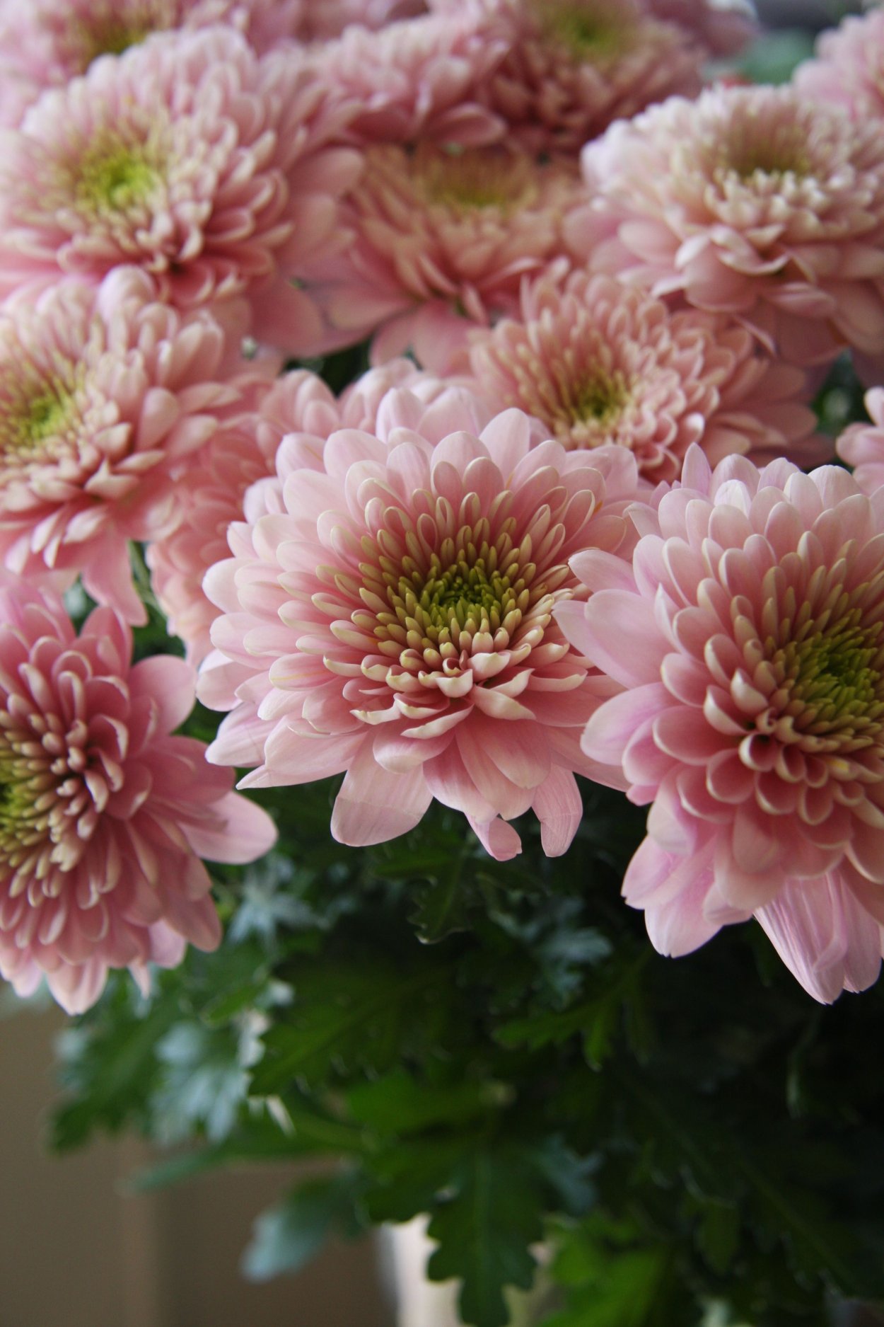 Хризантема Чусан Вайолет