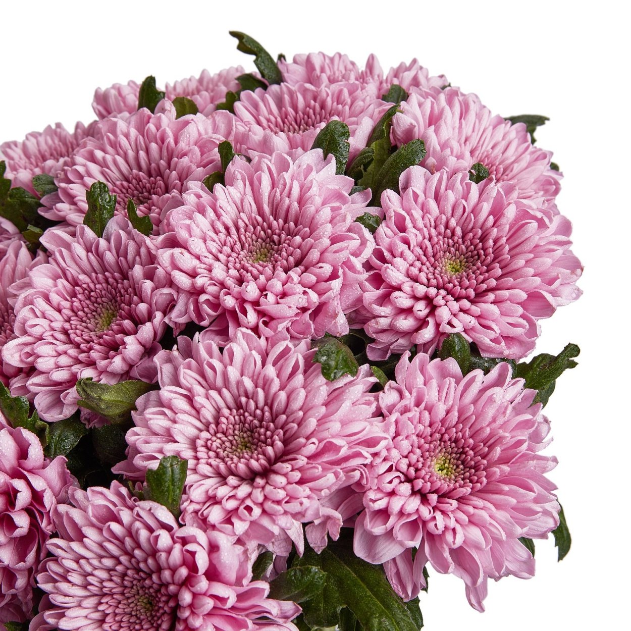 Хризантема куст Бонита