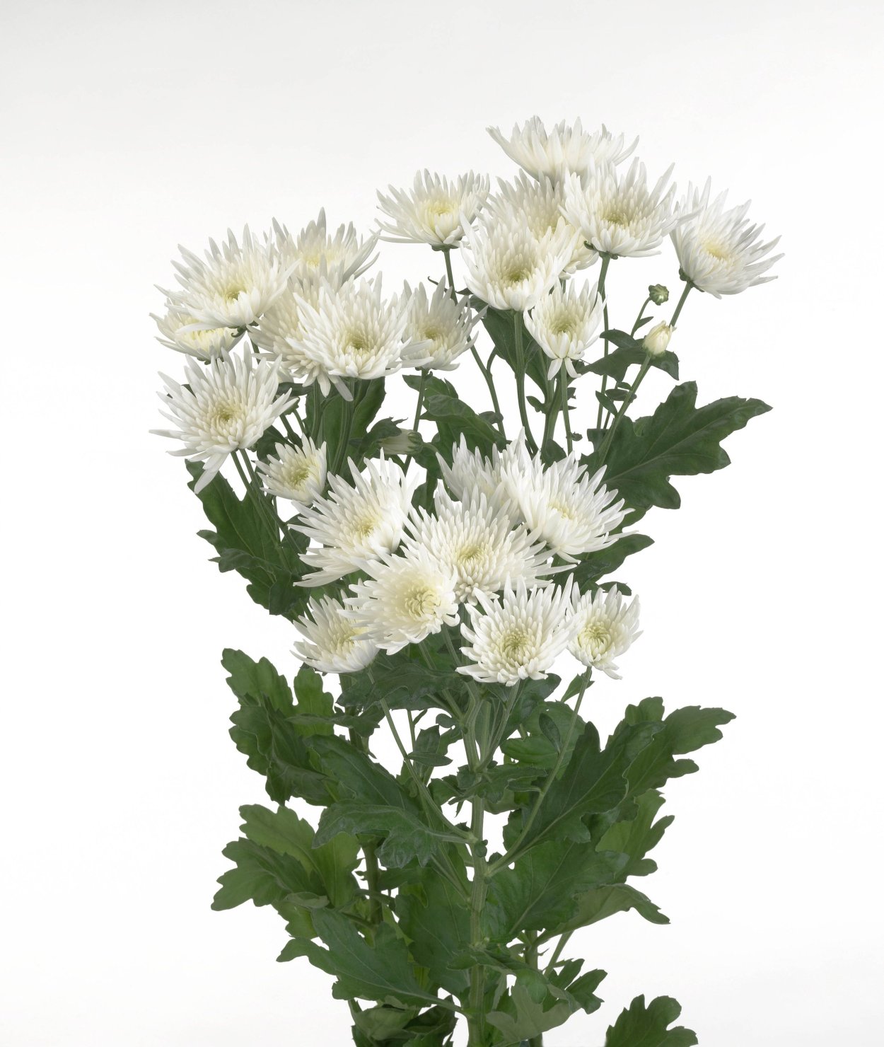 Хризантема Балтика Уайт