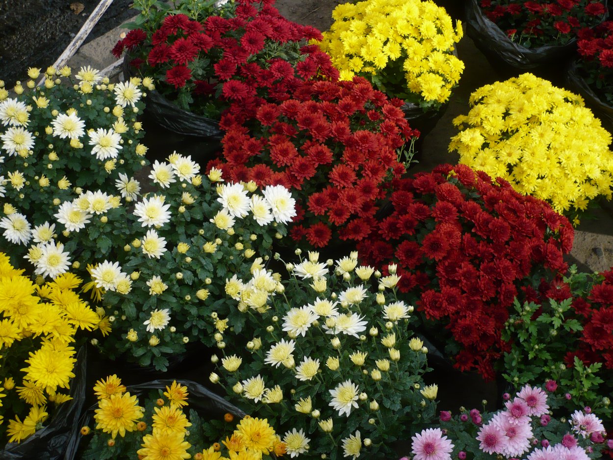 Хризантема мультифлора Маргаритка