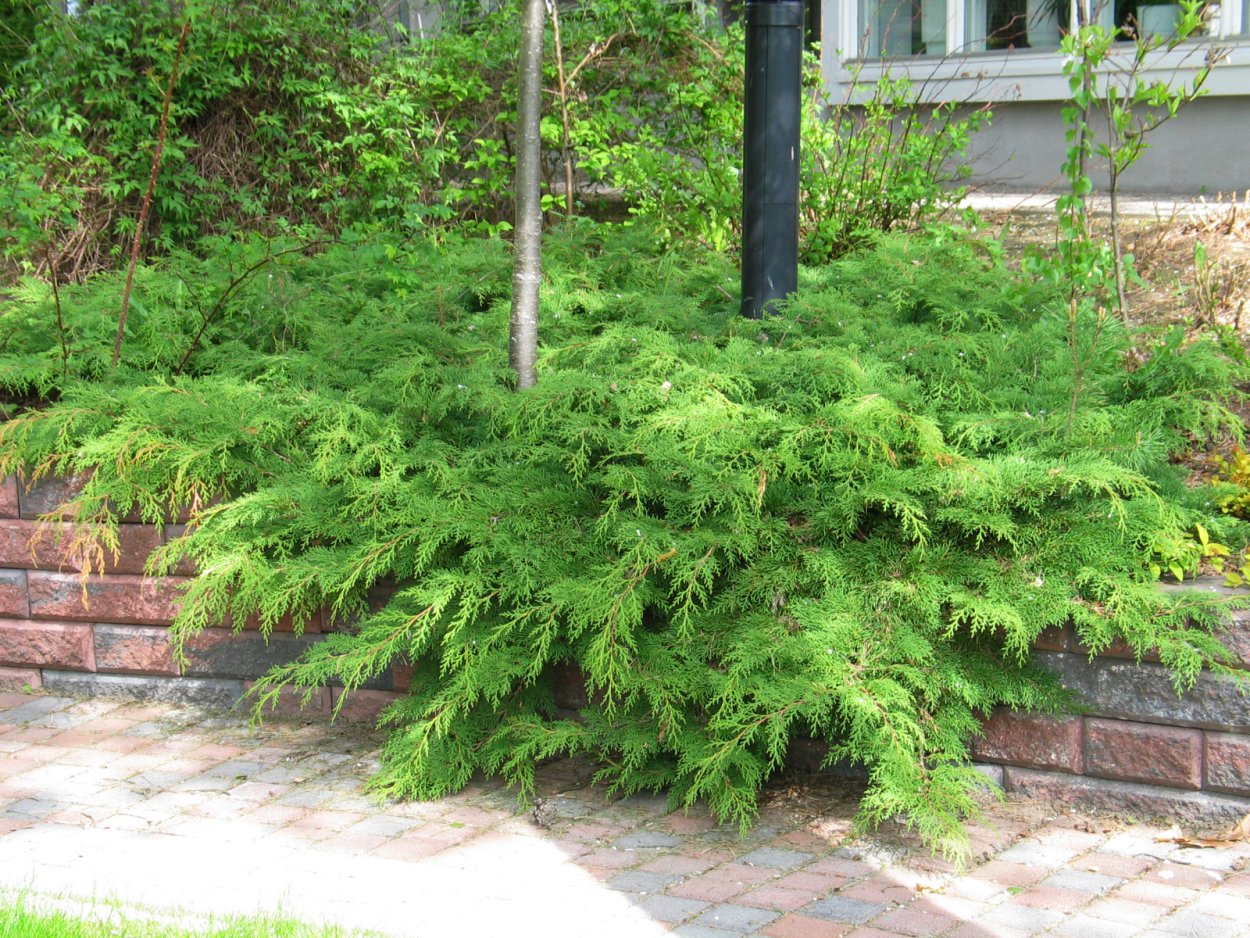 Микробиота перекрестнопарная карнавал