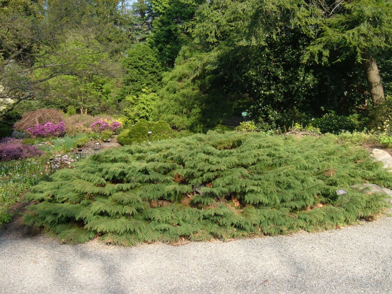 Микробиота стелющаяся