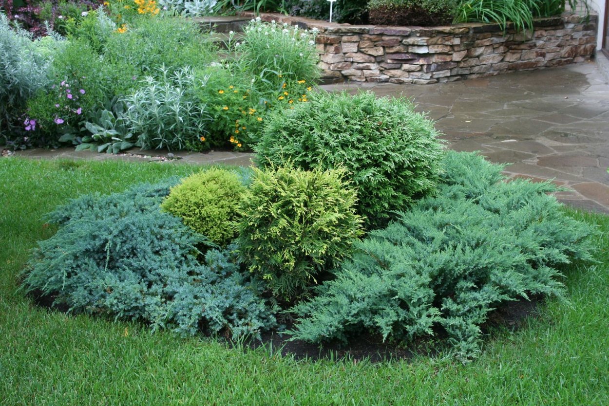 Вереск и можжевельник