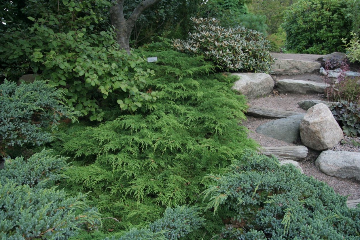 Микробиота хвойное растение