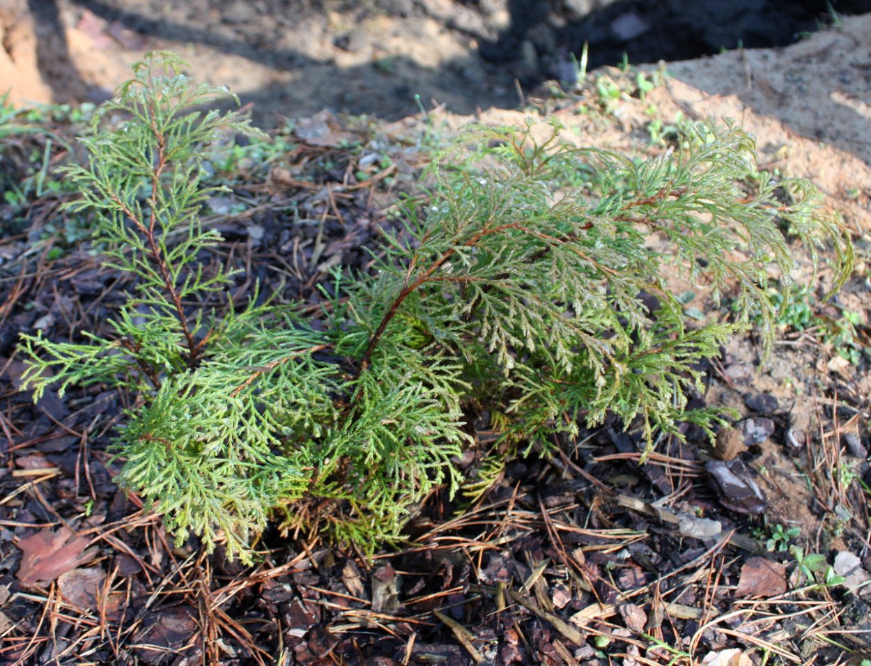 Микробиота перекреснопа