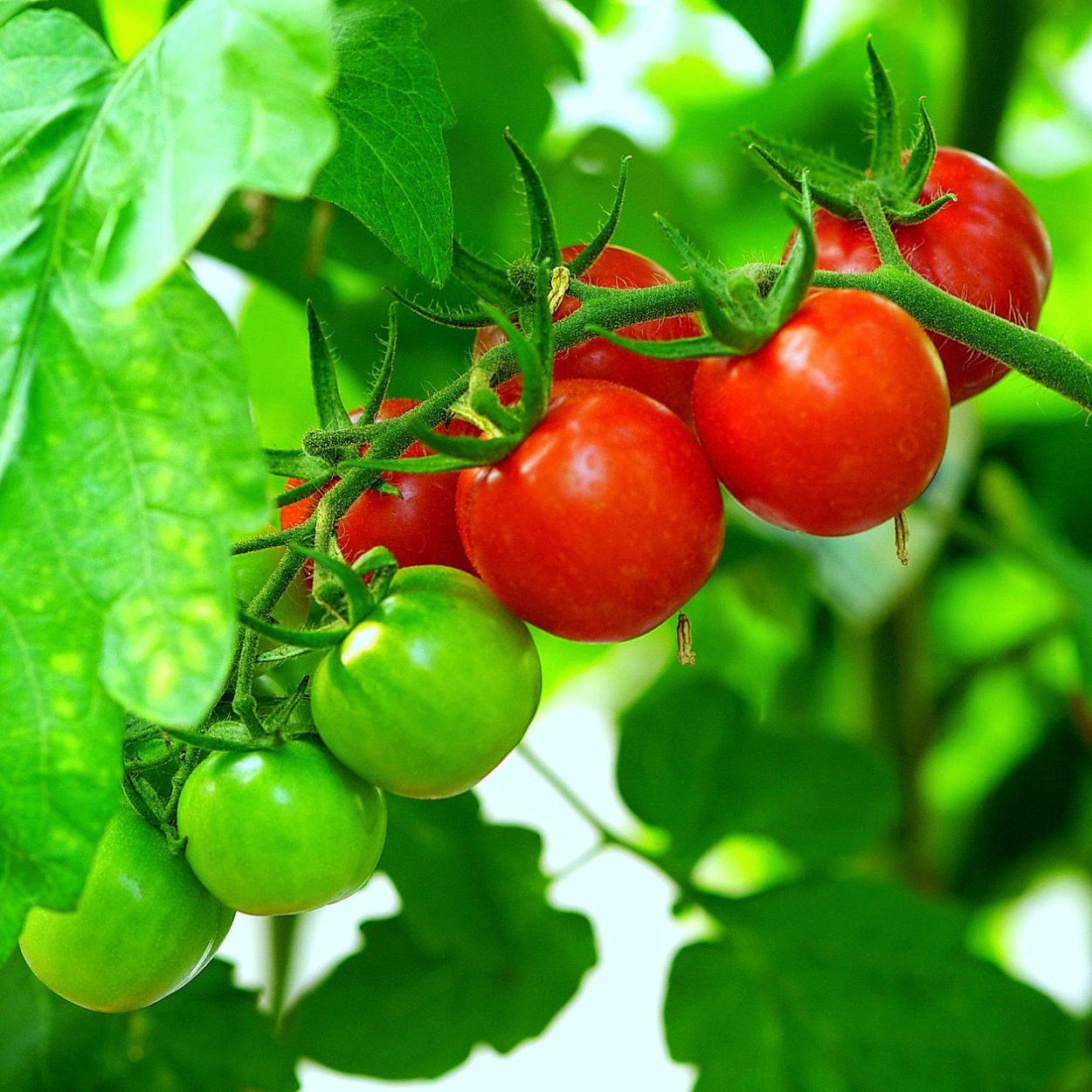 Томат Аксанта