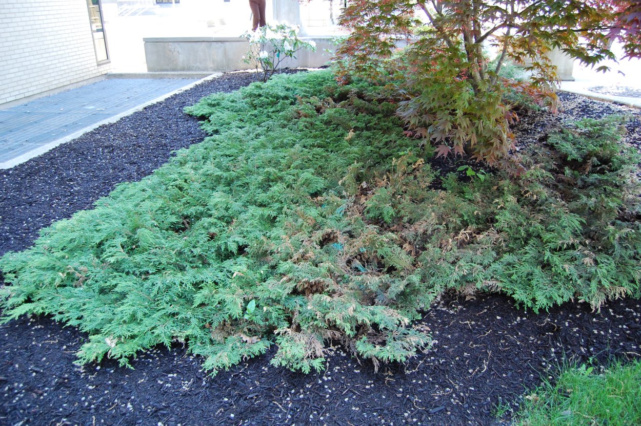 Микробиота перекрестнопарная Goldspot