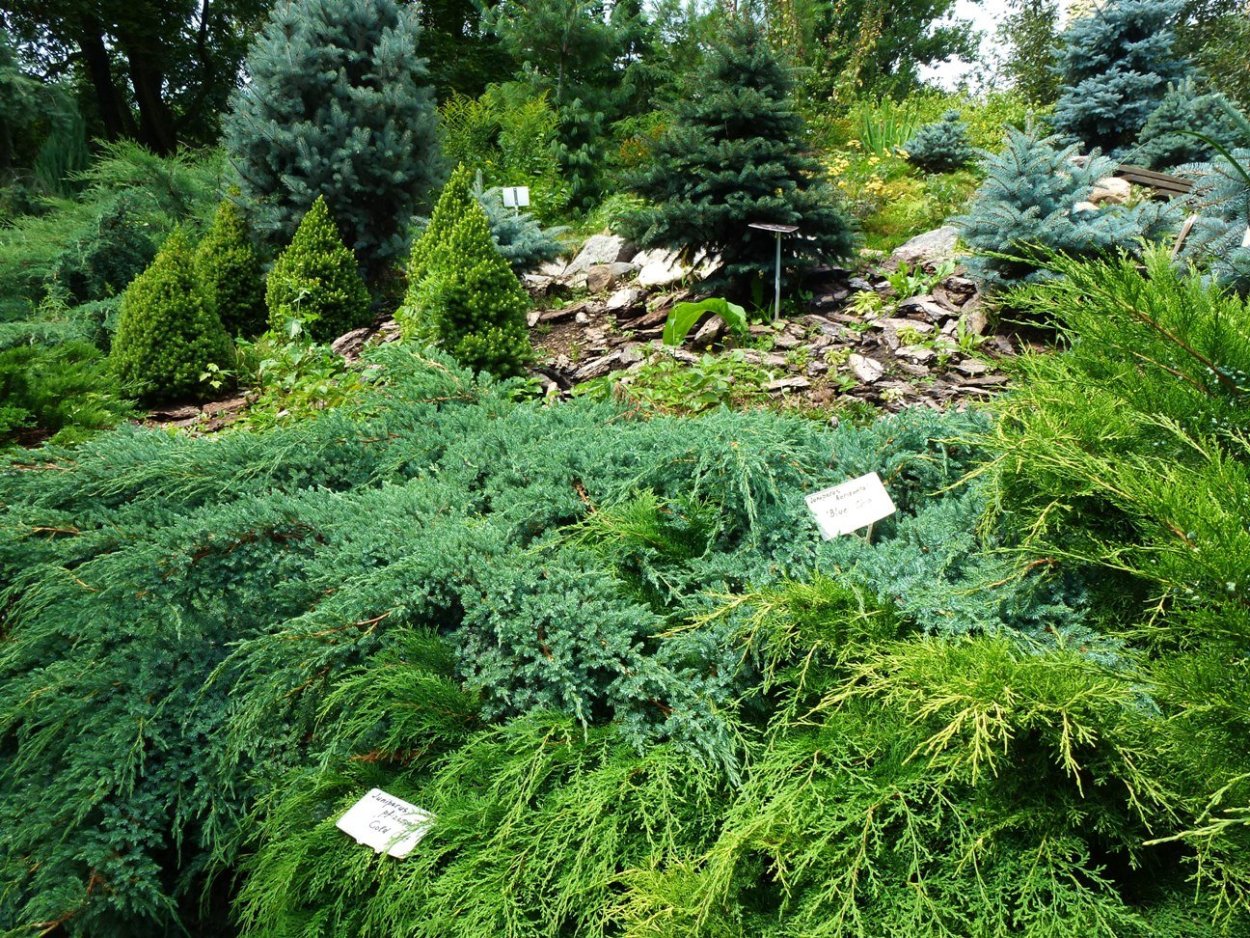 Микробиота перекрестнопарная карнавал