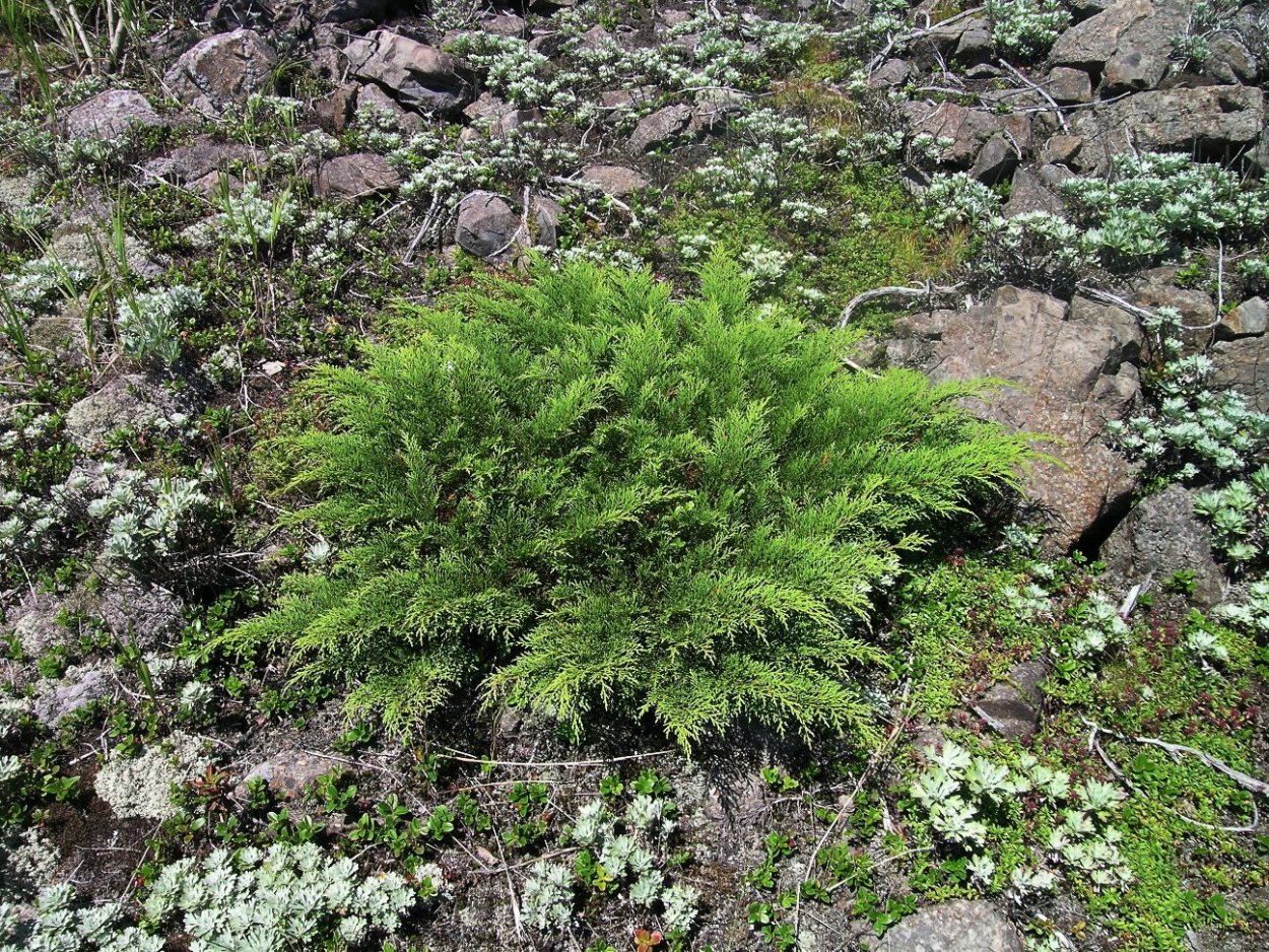 Миксбордеры из многолетников и хвойных